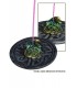 BRULE ENCENS DRAGON VERT 12X12X4 C3