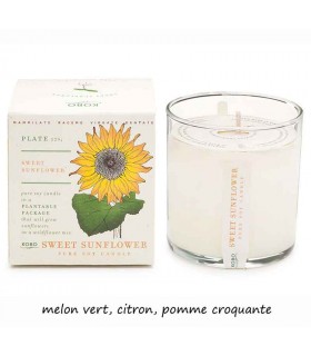 BOUGIE PLANT SWEET SUNFLOWER 283G BOUGIE PLANT SWEET SUNFLOWER 283G