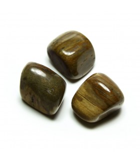 PIERRES PETRIFIED WOOD PIERRES PETRIFIED WOOD