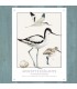 PLAQUE 30X40 AVOCETTE ELEGANTE