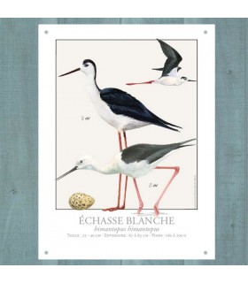 PLAQUE 15X20 ECHASSE BLANCHE C2