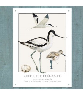 PLAQUE 30X40 AVOCETTE ELEGANTE
